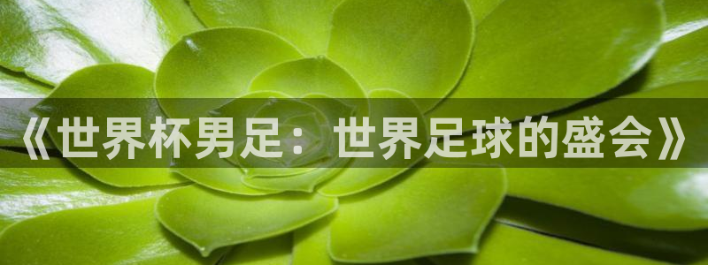 世界杯预选赛排名：《世界杯男足：世界足球的盛会》